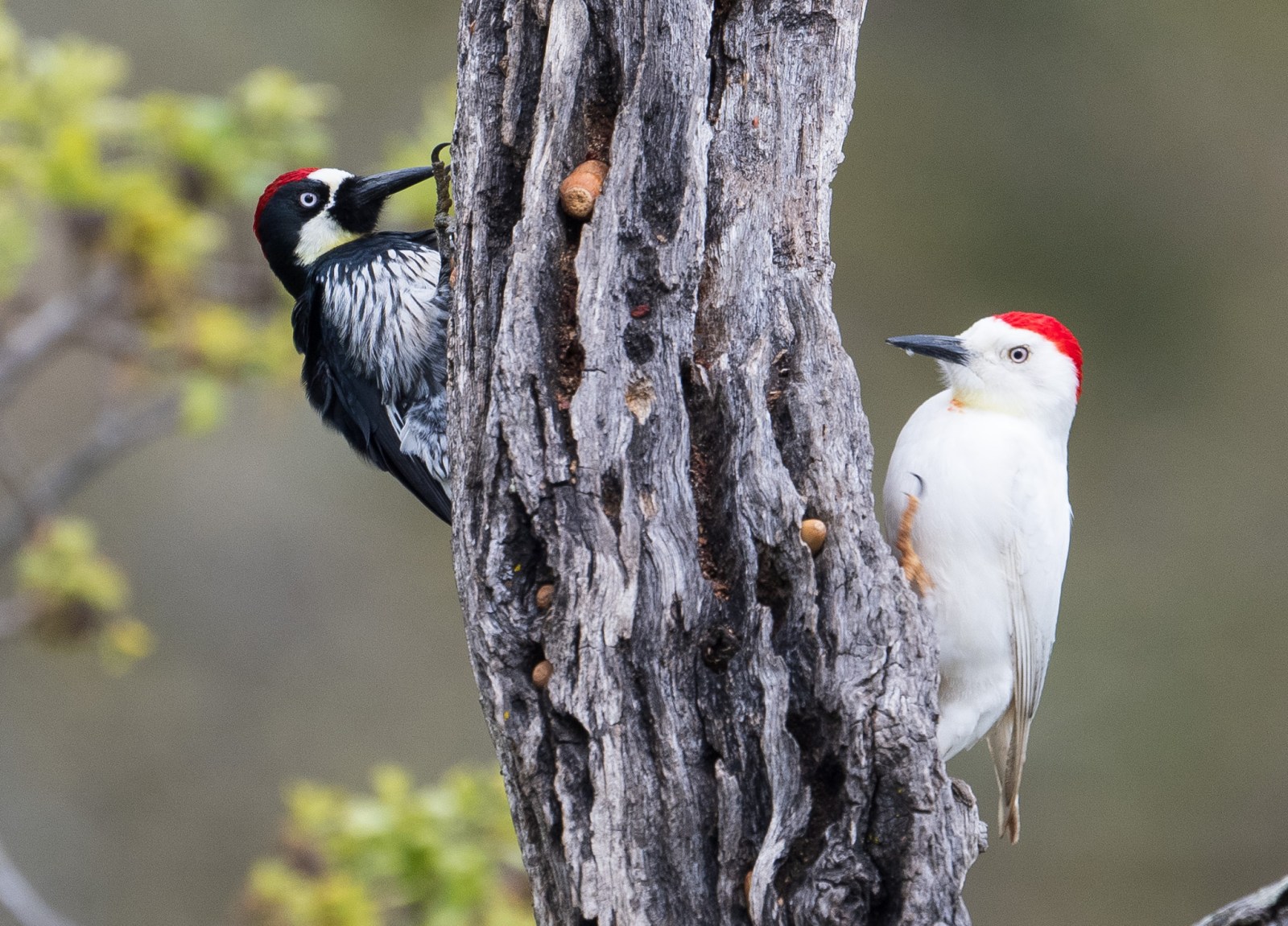 Two woodpeckers on a tree