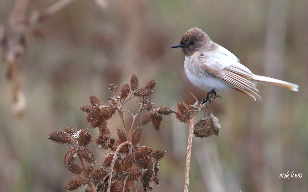 leucistic phoebe