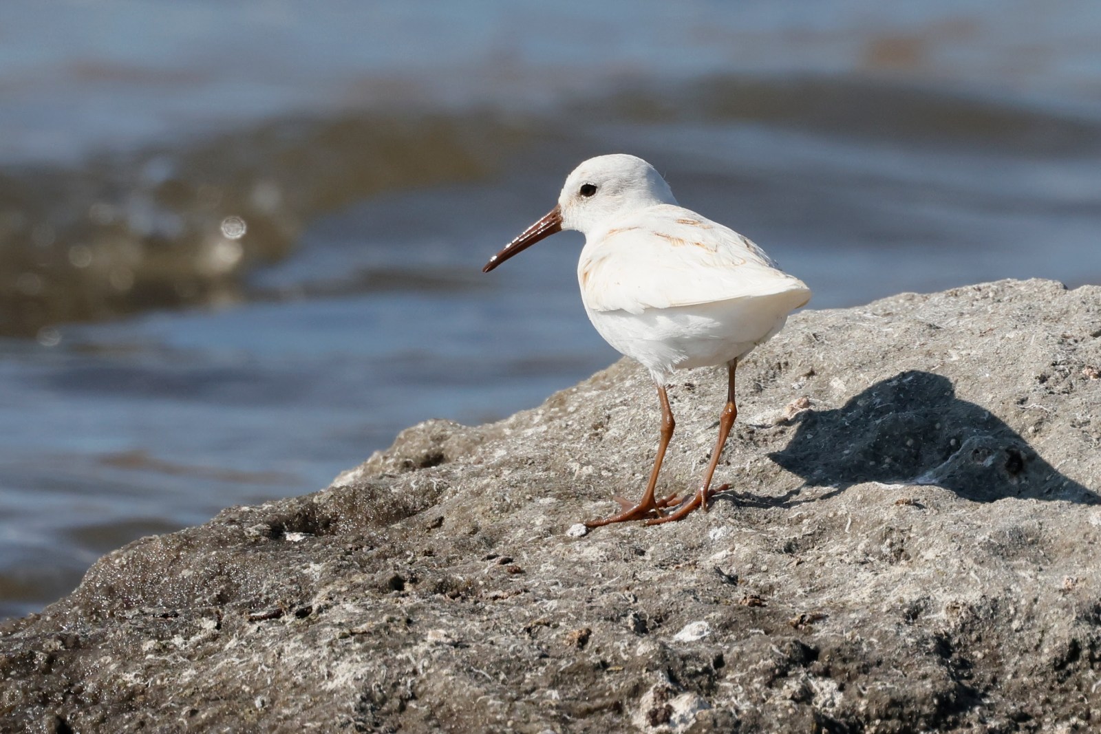 leucistic sandpiper