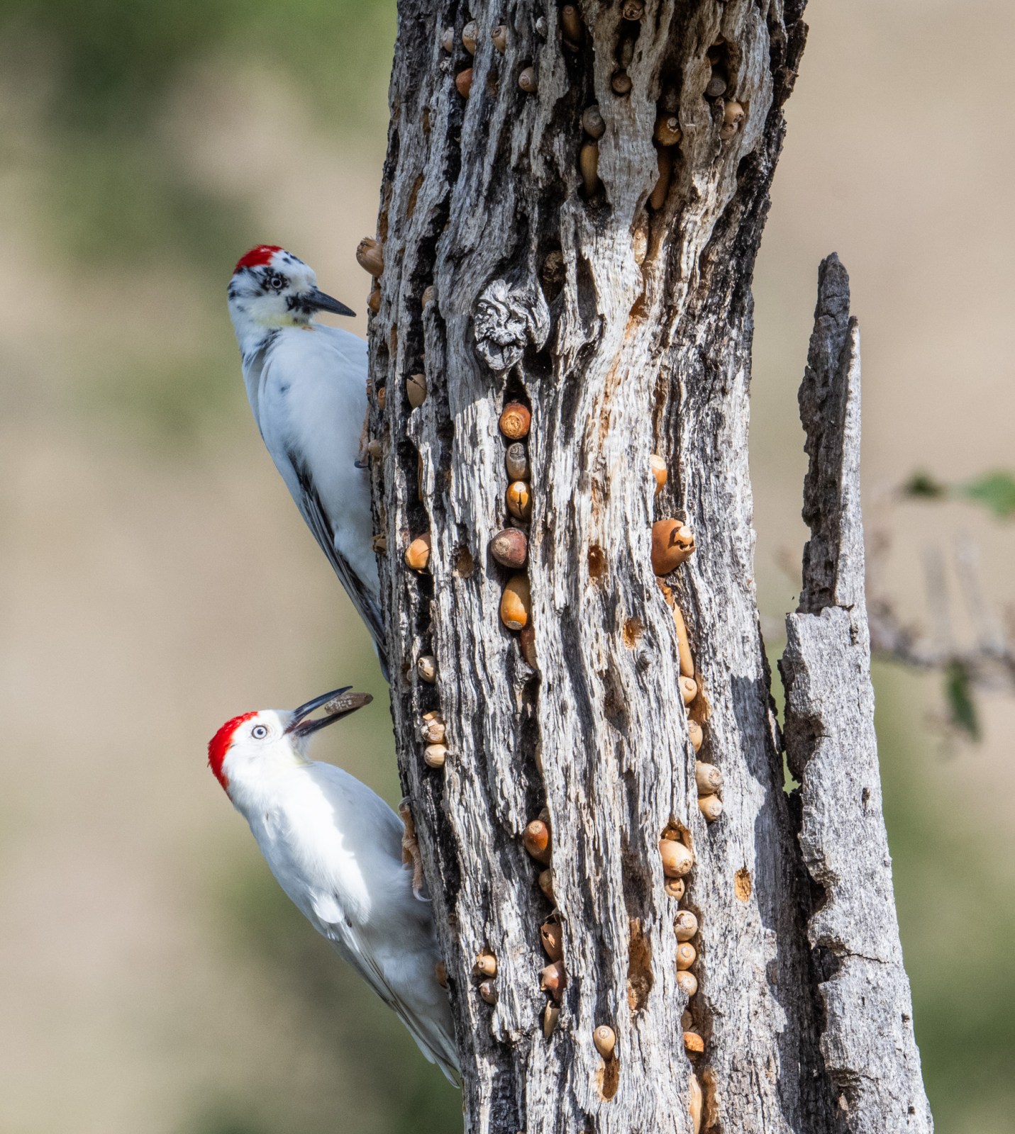 acorn woodpeckers