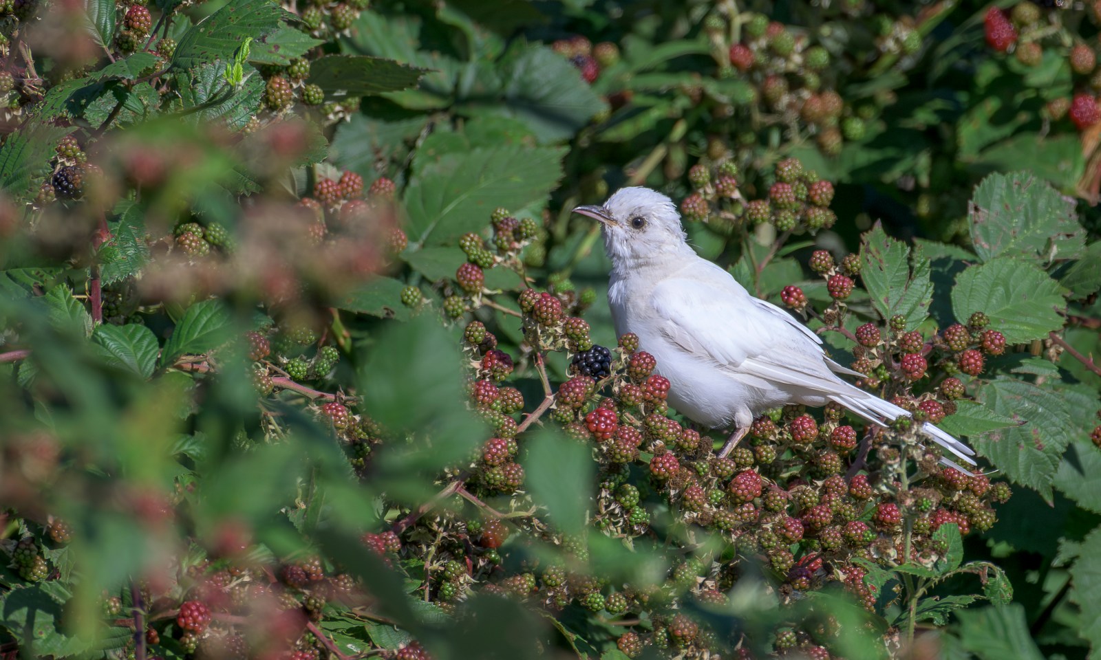 white northern mockingbird