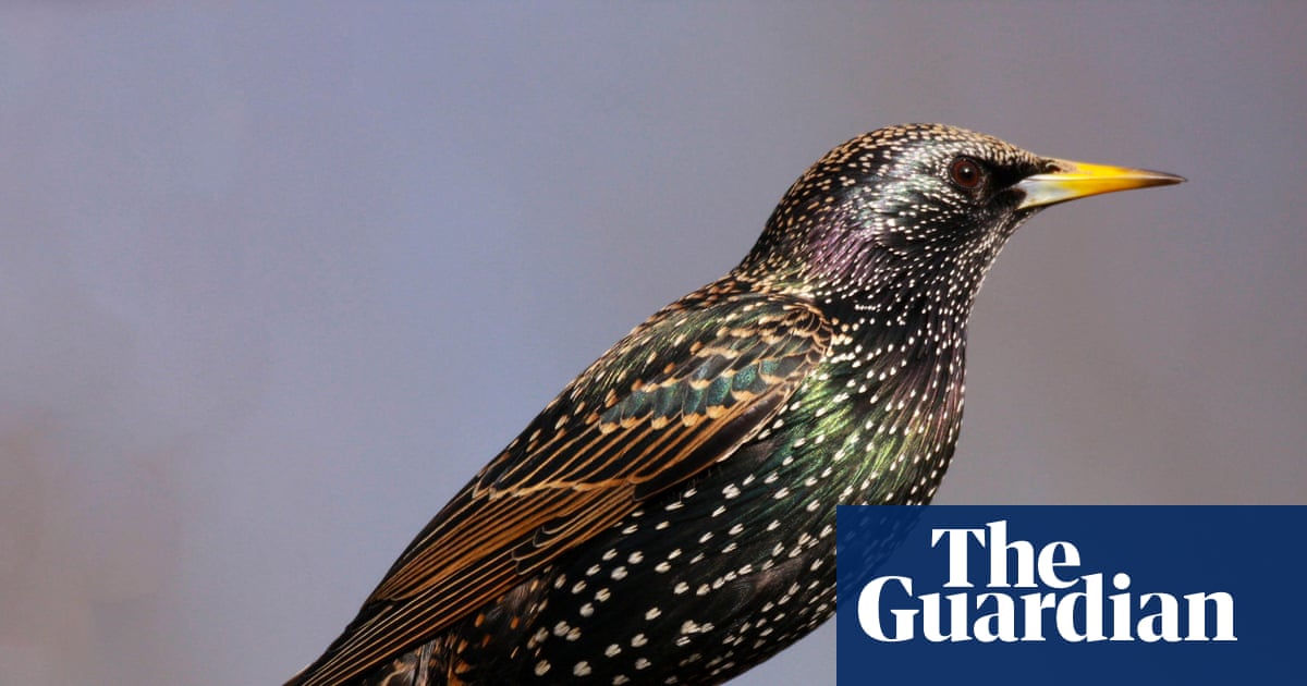 Streets named after birds in Britain on rise as species’ populations plummet