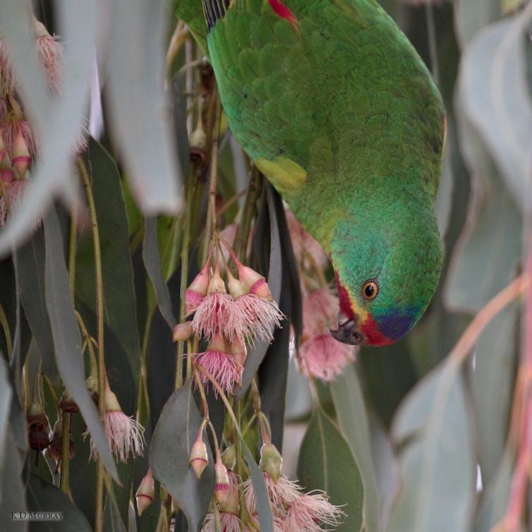 A parrots hangs upside down and eats a pink blossom.