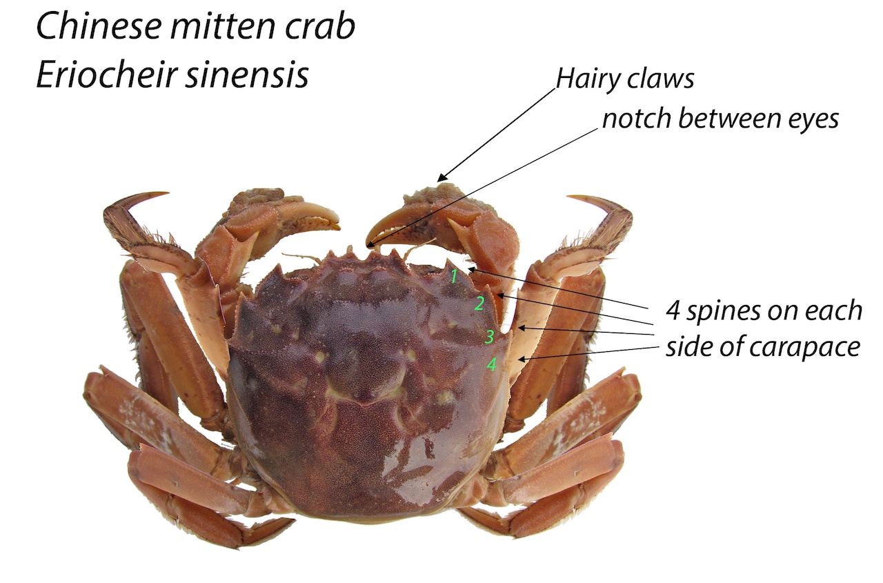 A close-up image of a Chinese mitten crab, with its hairy, mitten-like claws