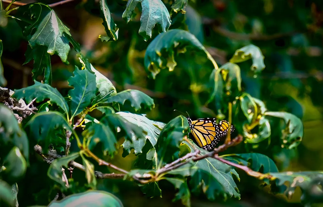 a monarch butterfly