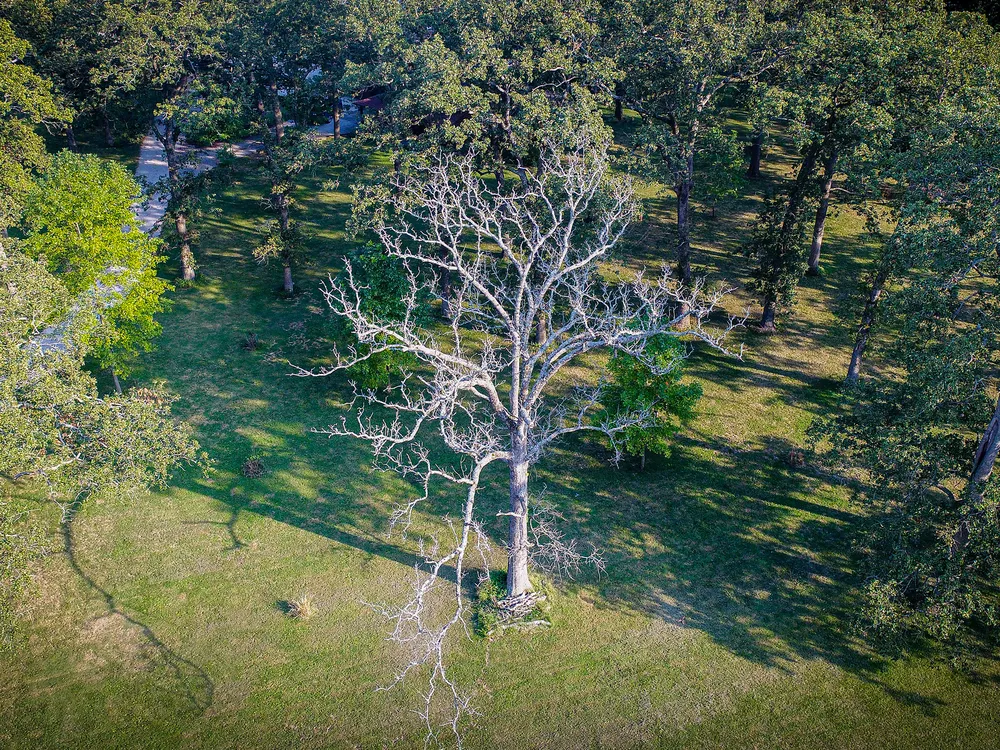 a barren tree among a sparse forest