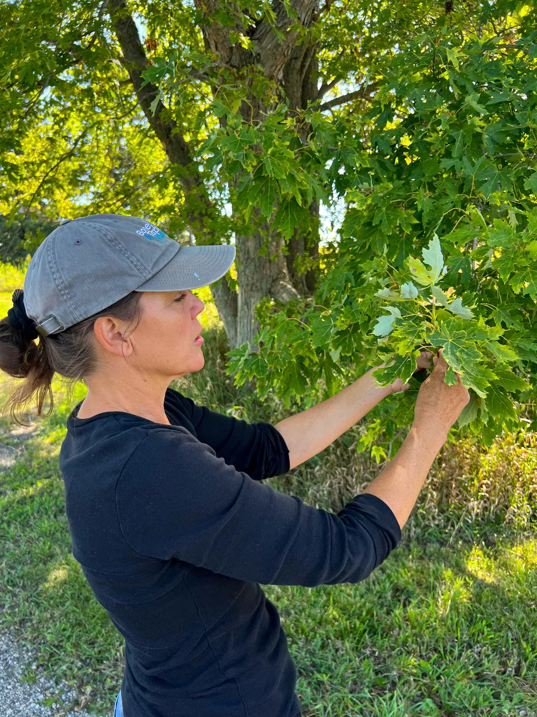 a woman in a baseball cap tilts tree leaves toward the camera