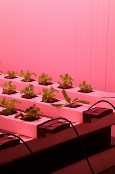 red LED light on lettuces growing indoors.