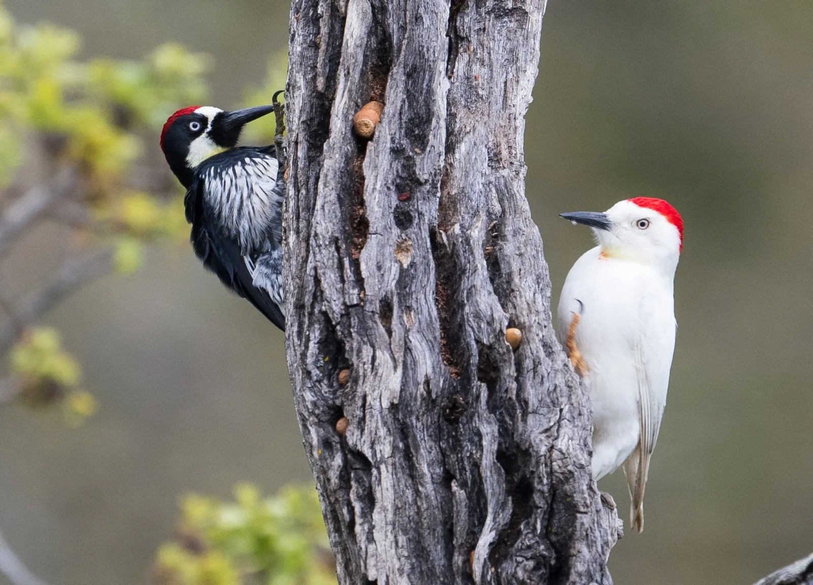 Why Is That Woodpecker White?