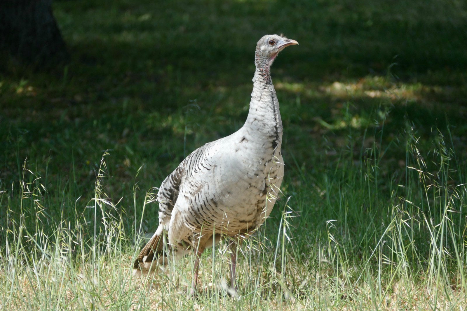 leucistic turkey