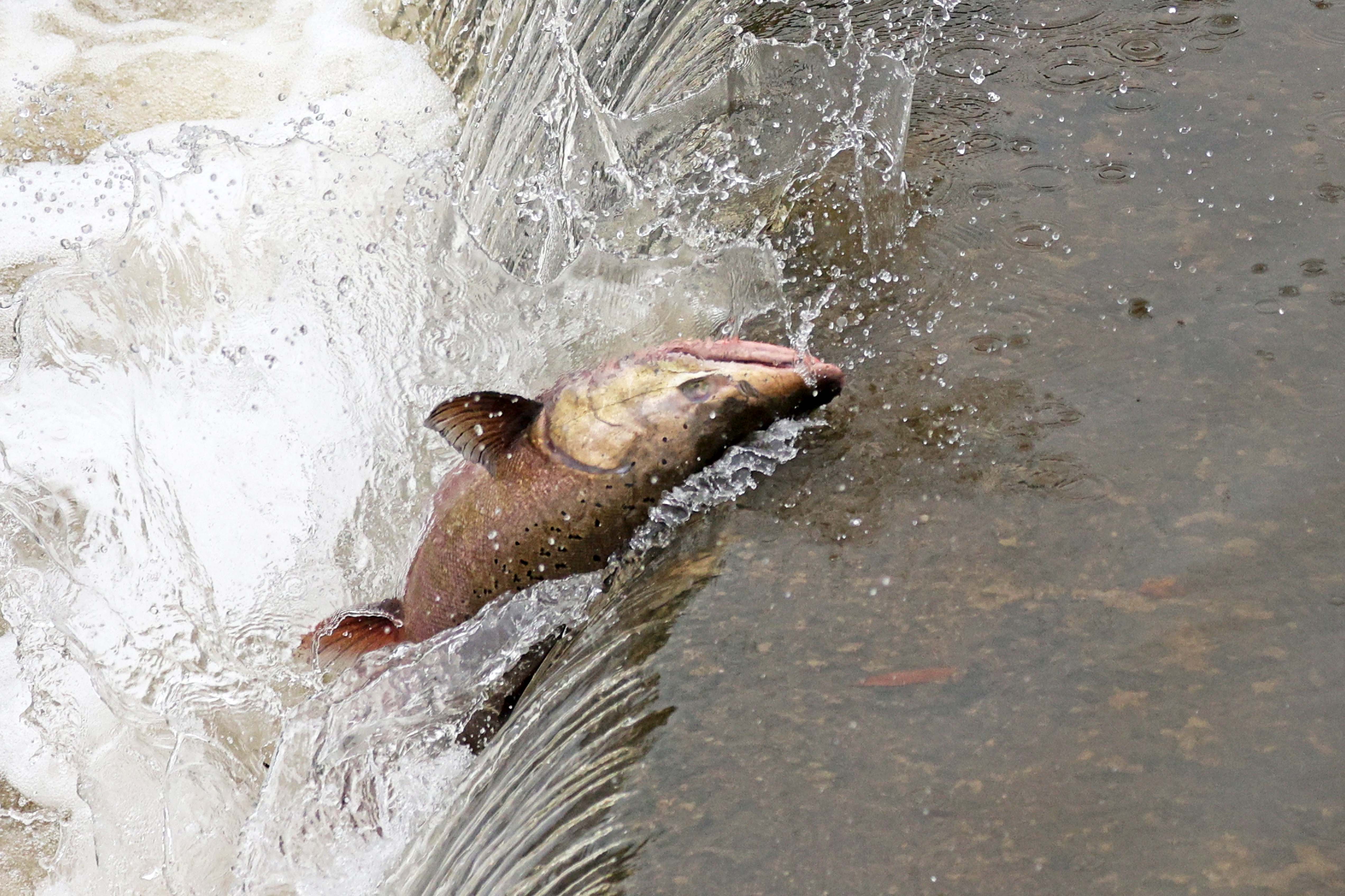 With Dams Removed, Spawning Salmon Are Heading Up Alameda Creek