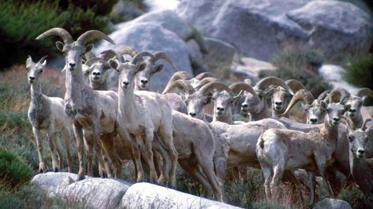 California wildlife officials quietly shift on killing a high-profile predator