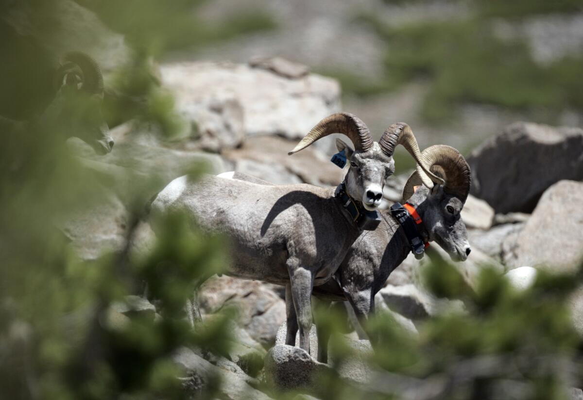 Big horn sheep near the town of Lee Vining in the Eastern Sierra