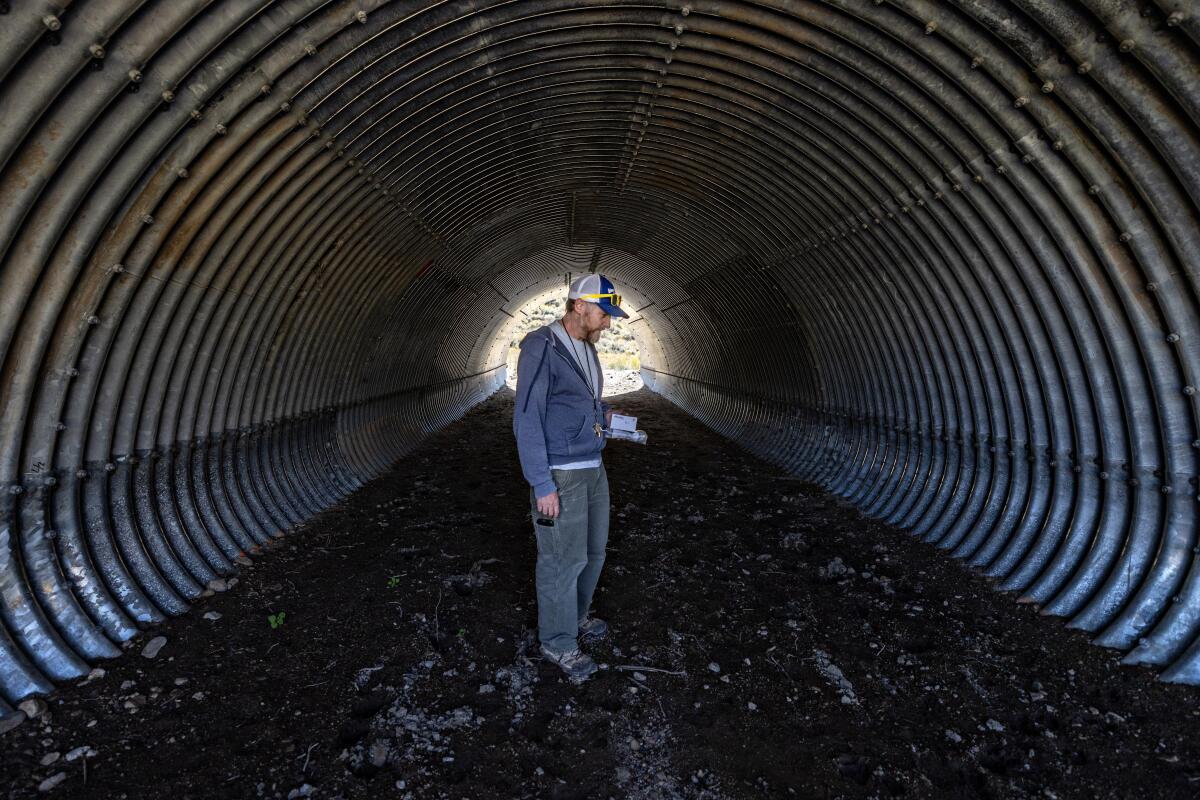 A man looking at animal tracks at a wildlife crossing