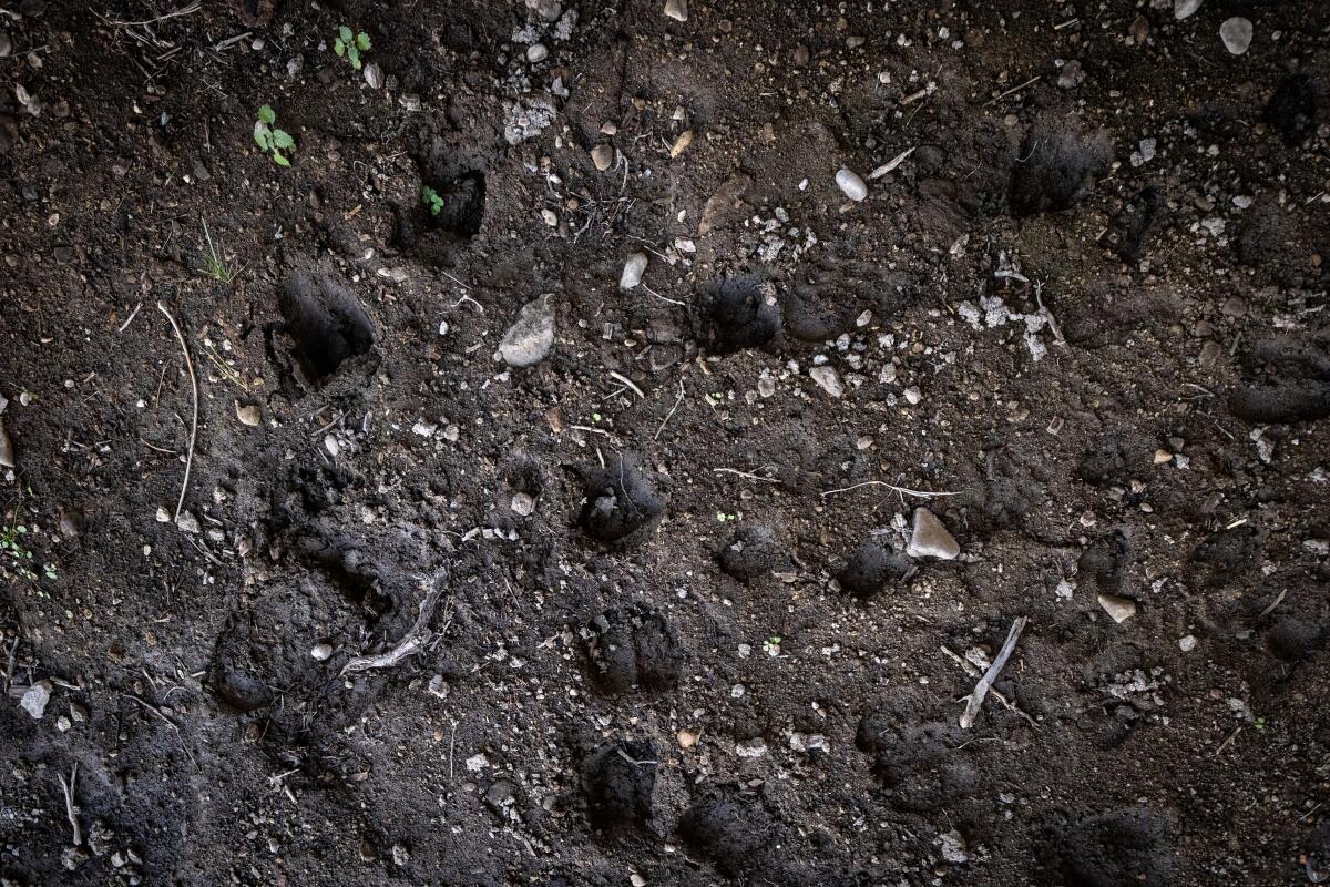 Animal tracks dot the mud in a wildlife crossing