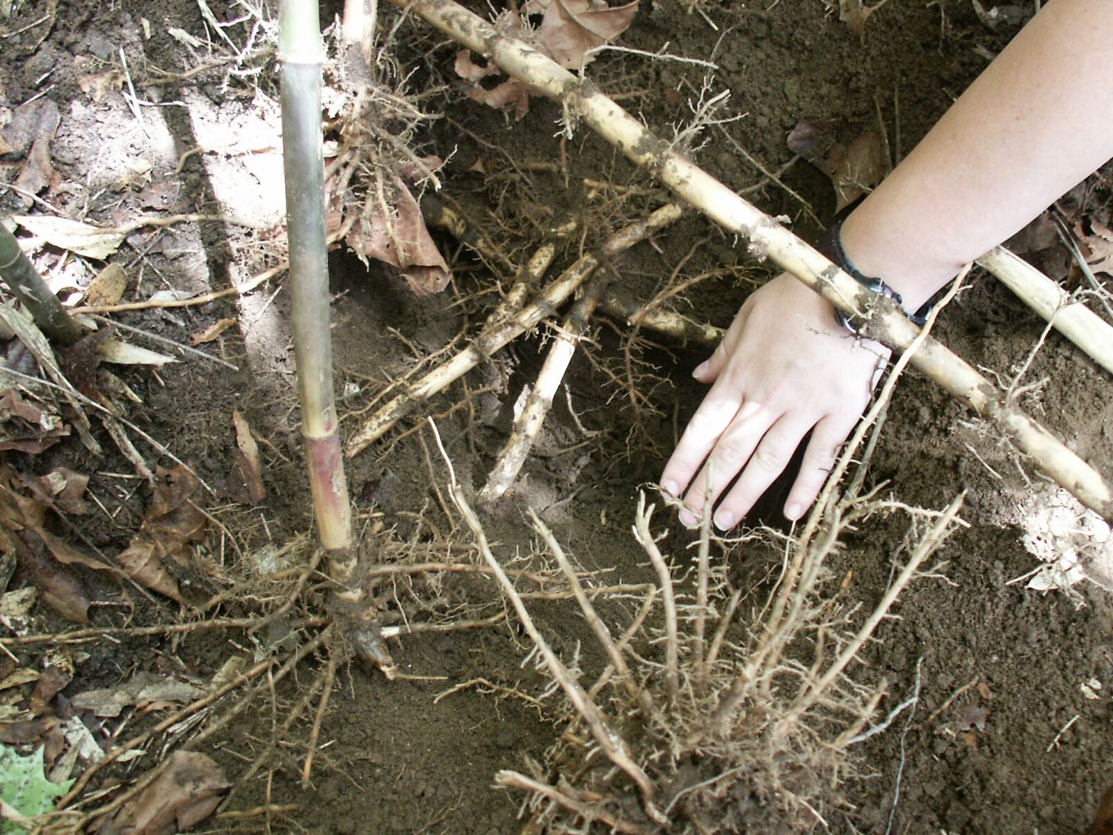 A photo shows a hand in a patch of soil along with a dense network of roots and stems, with bamboo-like stalks shooting up from the ground