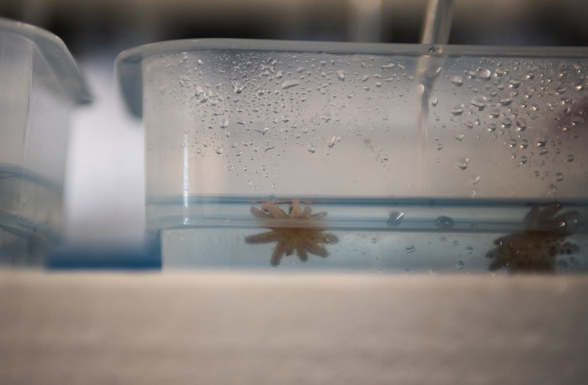 A Deadly Pathogen Decimated Sunflower Sea Stars. Look Inside the Lab Working to Bring Them Back by Freezing and Thawing Their Larvae
