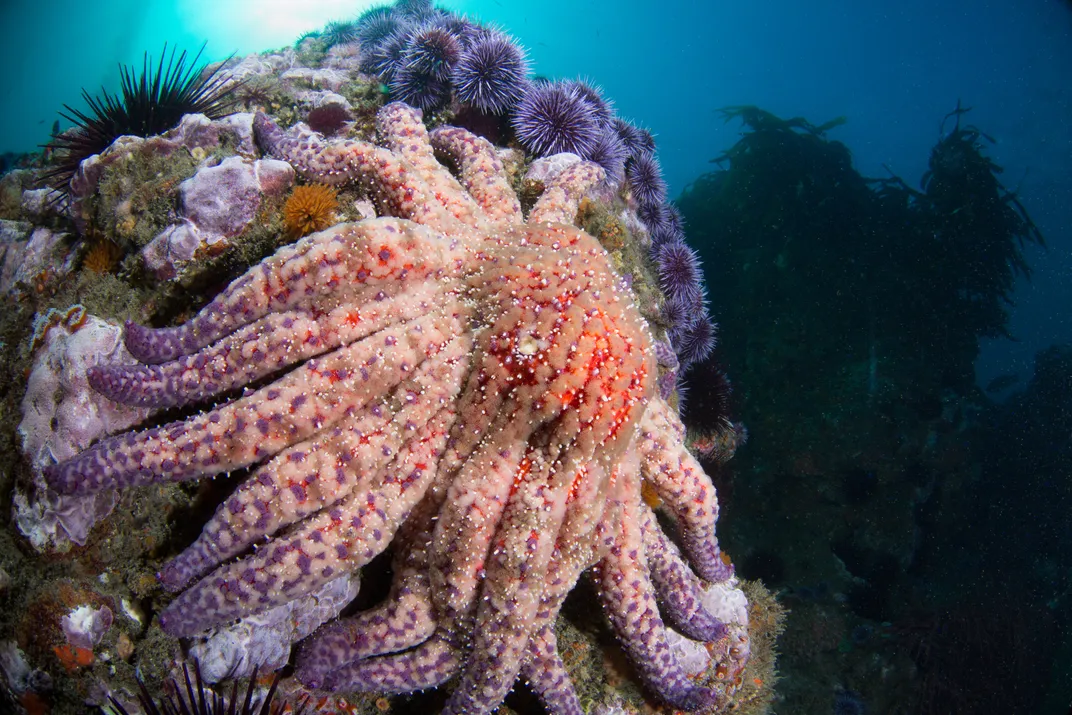 a large reddish sunflower sea star underwater with some purple sea urchins behind it