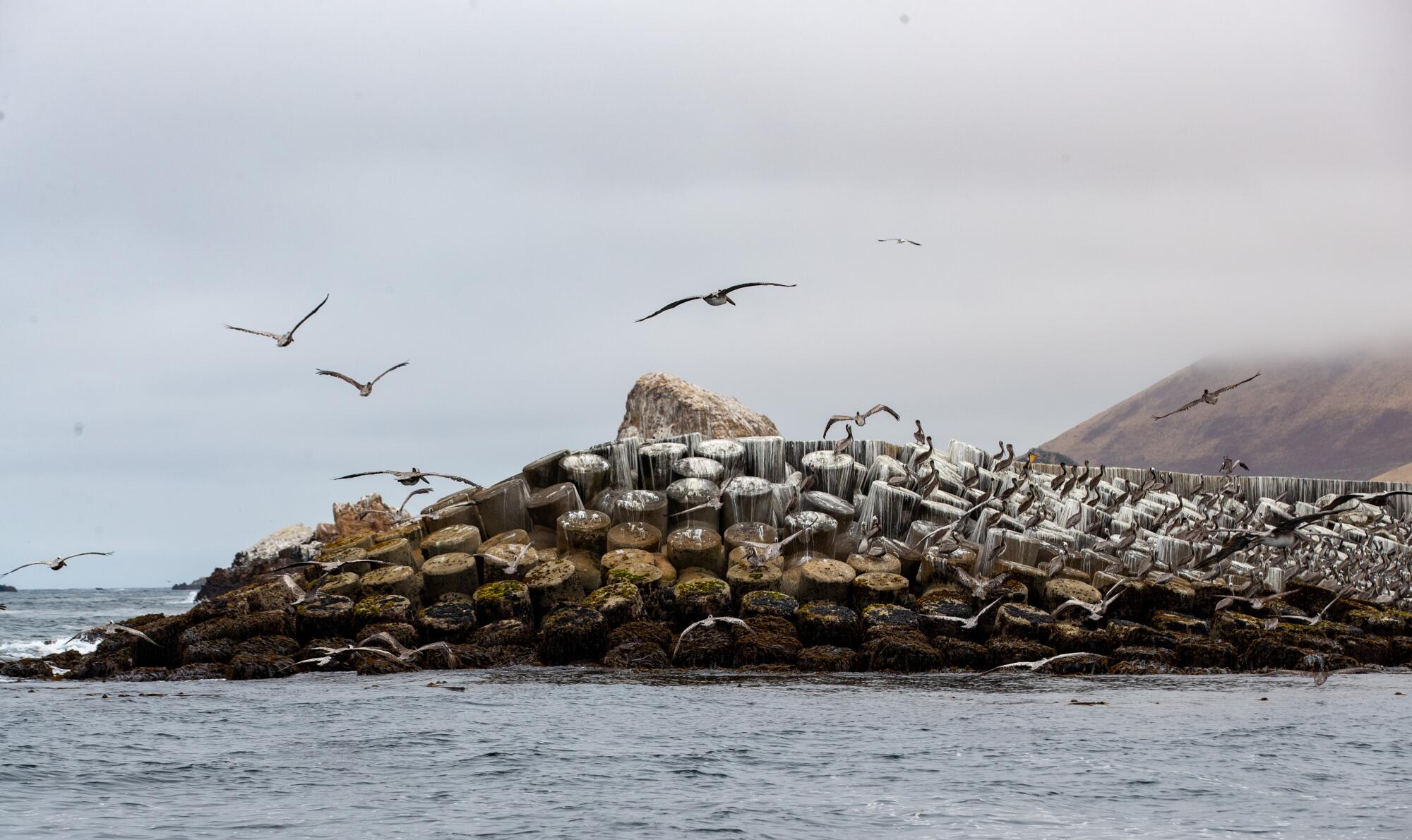 Pelicans along the concrete breakwater at Pacific Gas and Electric's Diablo Canyon Power Plant