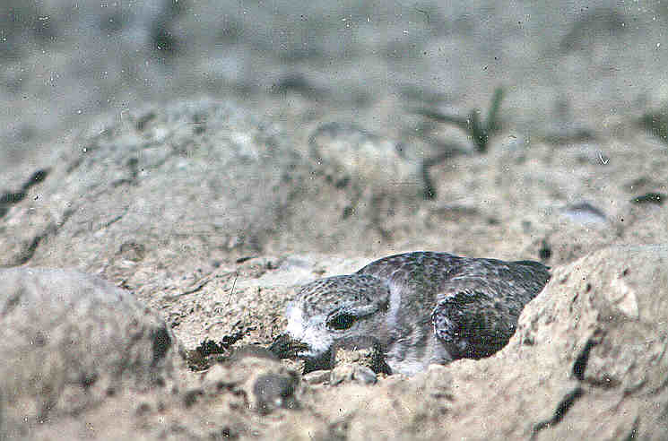 Piping Plovers Inspire Volunteer Conservationists Despite New Threats From the Trump Administration