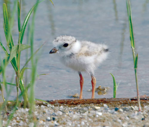 Piping plover (Charadrius melodus), Chincoteague National Wildlife Refuge
