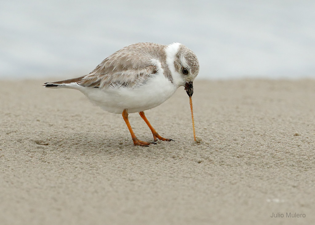 Piping Plover