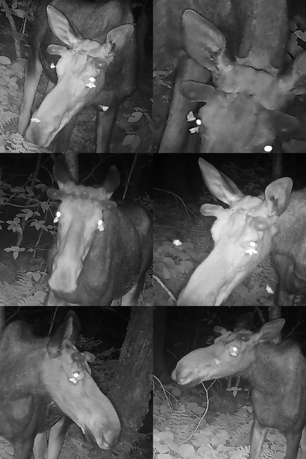 Six photos showing moths fluttering around a moose's head