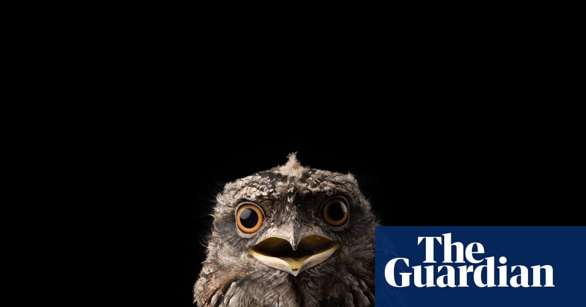 Common household rat poisons found to pose unacceptable risk to wildlife as animal advocates push for ban