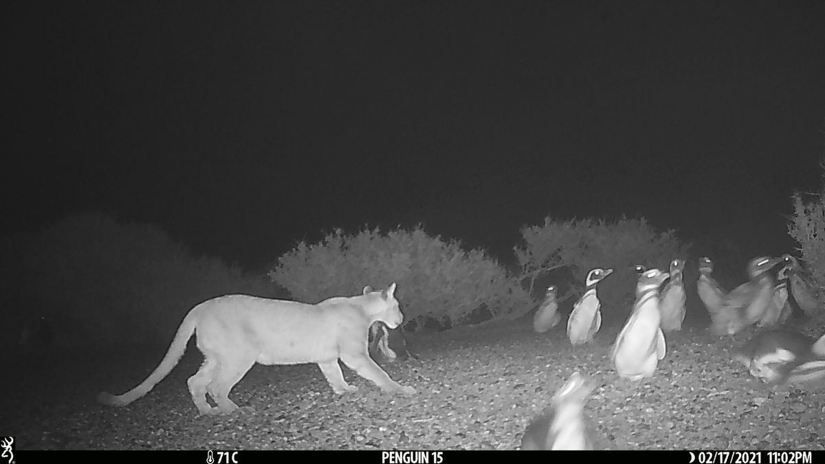 Pumas Are Snacking on Penguins in Argentina—and the Abundant Birds Are Changing the Prowling Cats' Behavior