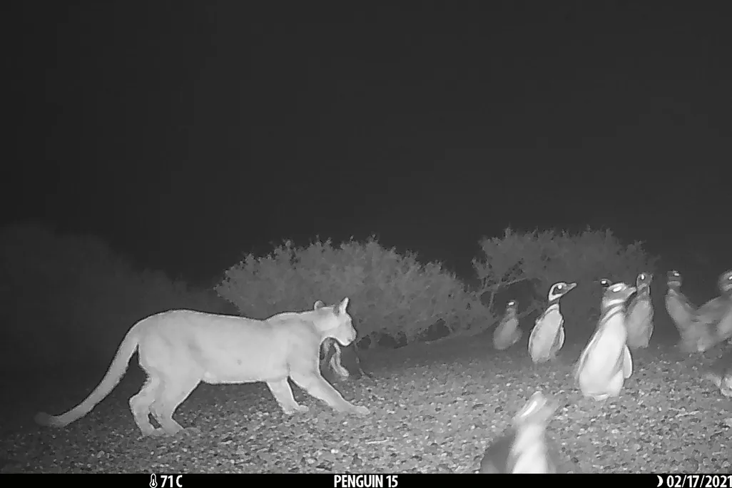 A trail camera photo showing a puma hunting penguins at night