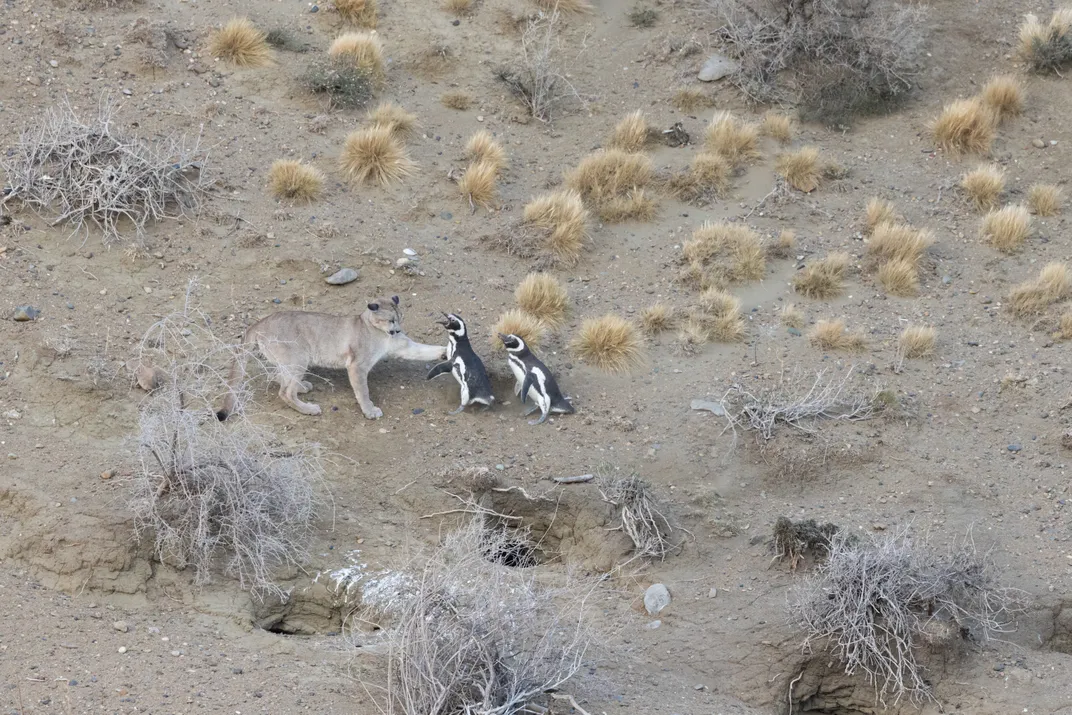 A puma attacking two penguins
