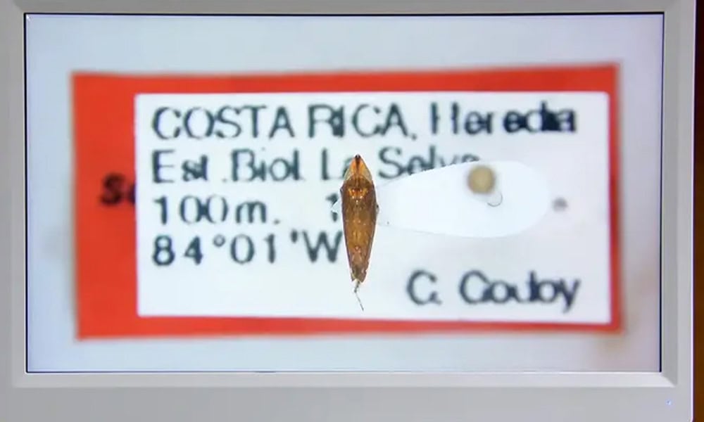 Costa Rica Biologists Identify New Insect Species in Museum Collections