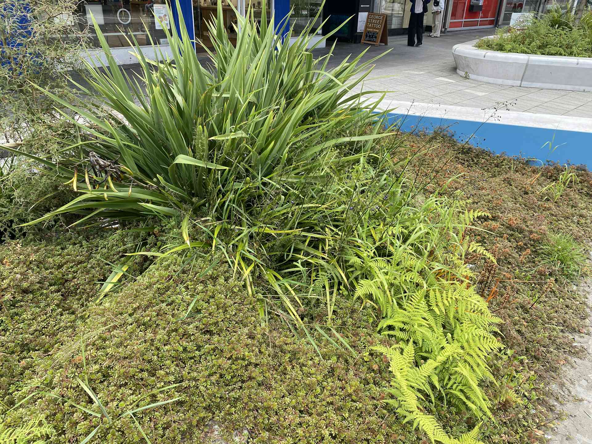 Dunedin’s inner-city greening project shows even small spaces can be wildlife havens