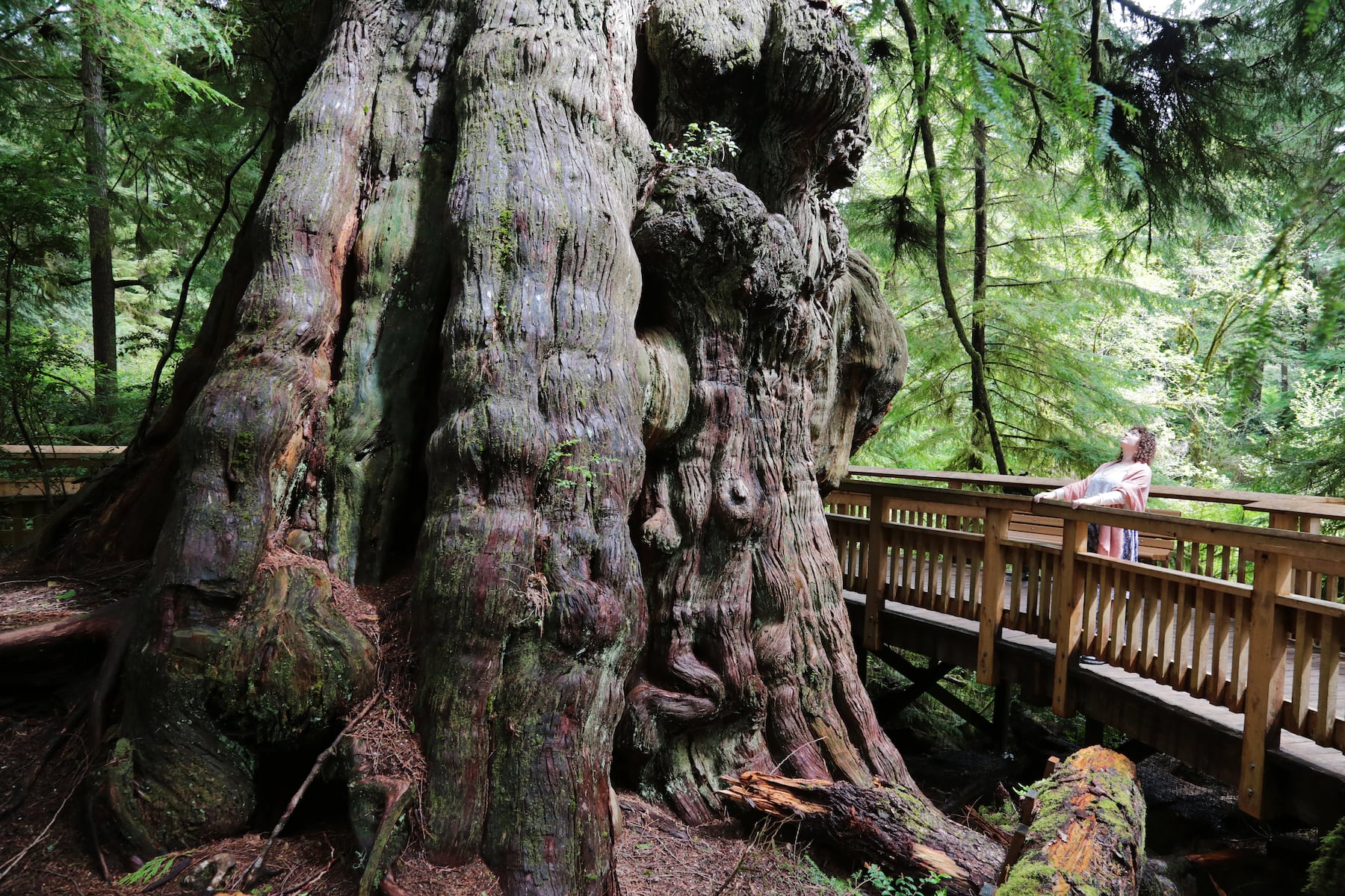 You think you’ve seen a big tree? Why we can no longer recognize a real forest