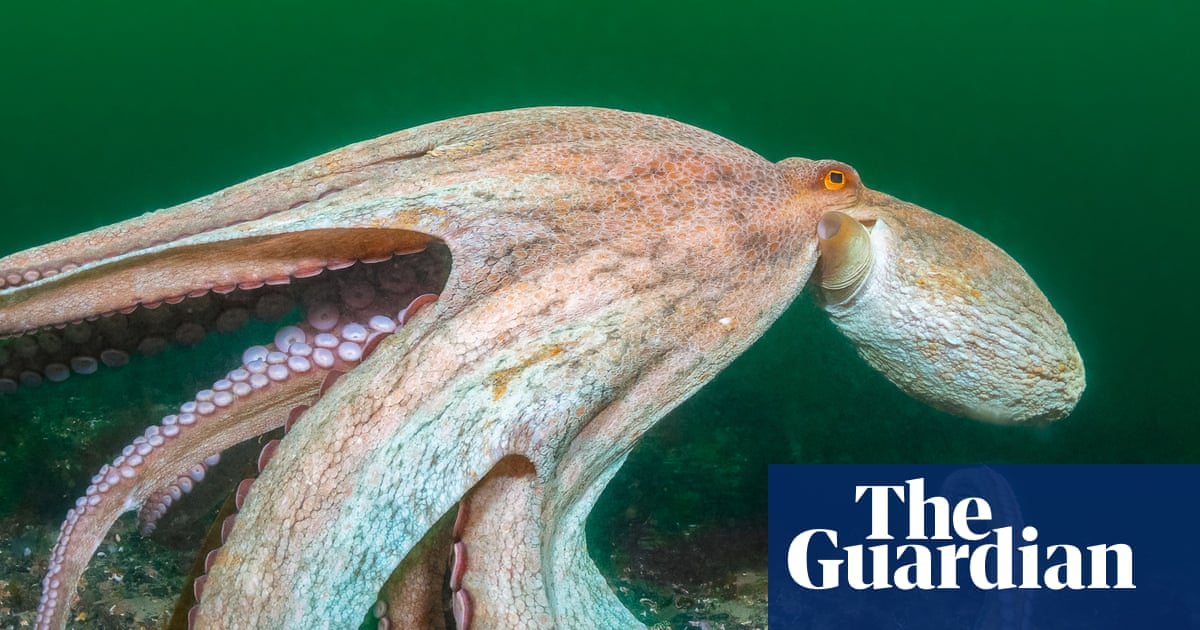 2025 is ‘year of the octopus’ as record numbers spotted off England’s south coast
