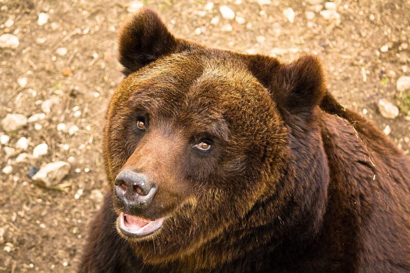 Close up of a big, brown bear. It has little eyes and ears compared to a big mouth and nose.