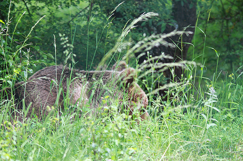 Small, brown bear surrounded by green plants.