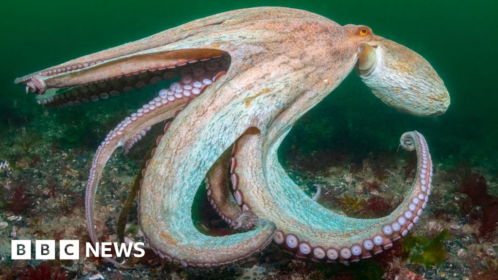 "Year of octopus" declared after warmer seas leads to record numbers