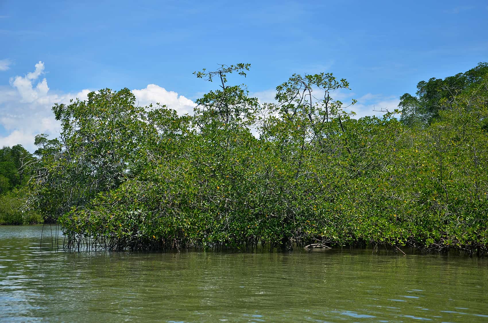 Costa Rica Mandates Mangrove Restoration at RIU Guanacaste Hotel