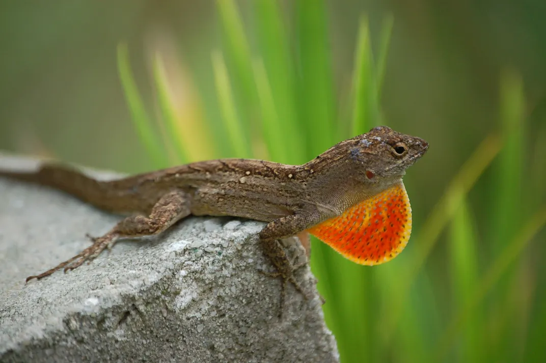 a lizard with a red frill coming out of its neck