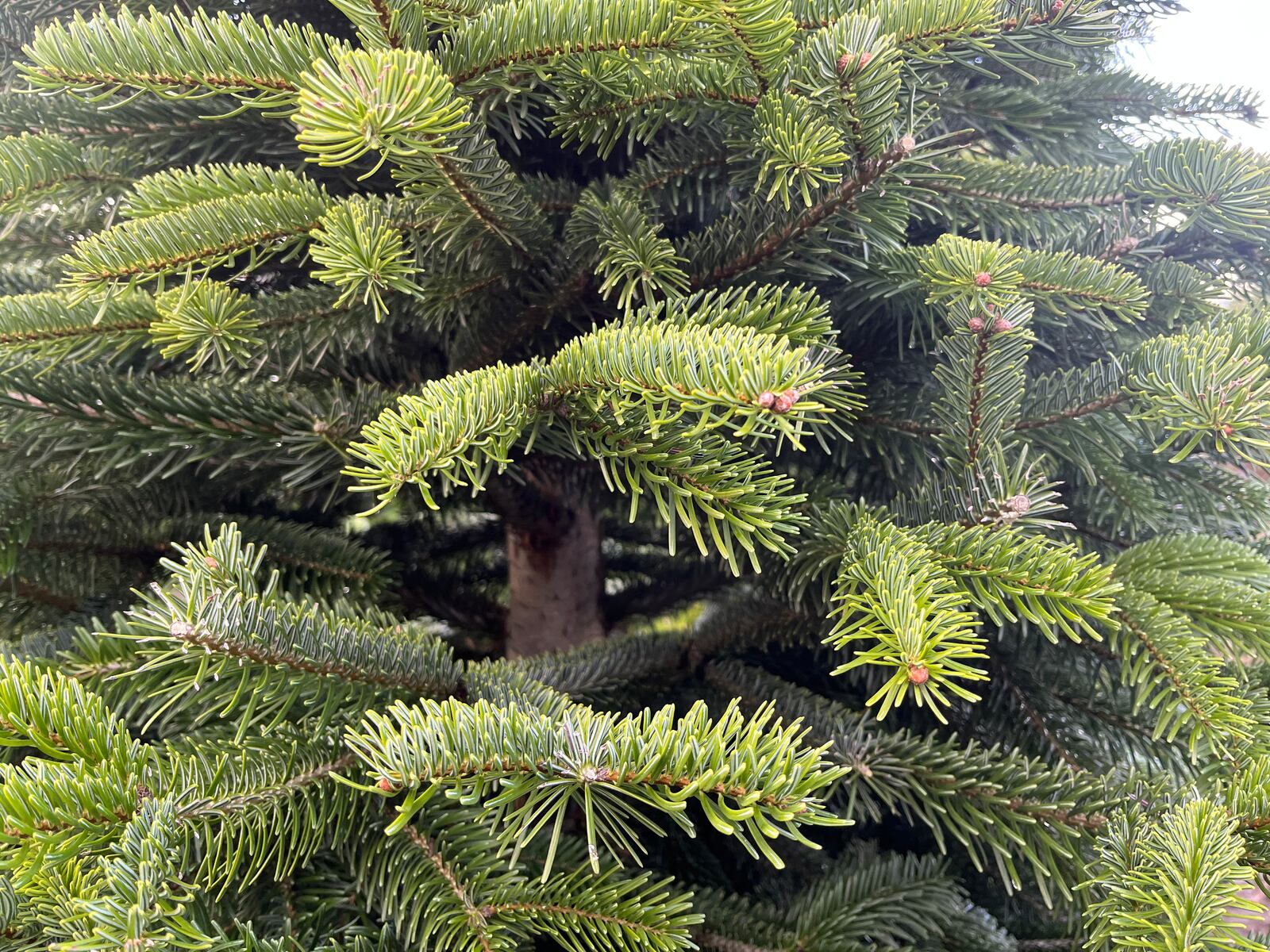 Feed a goat and other ways to recycle real Oregon Christmas trees