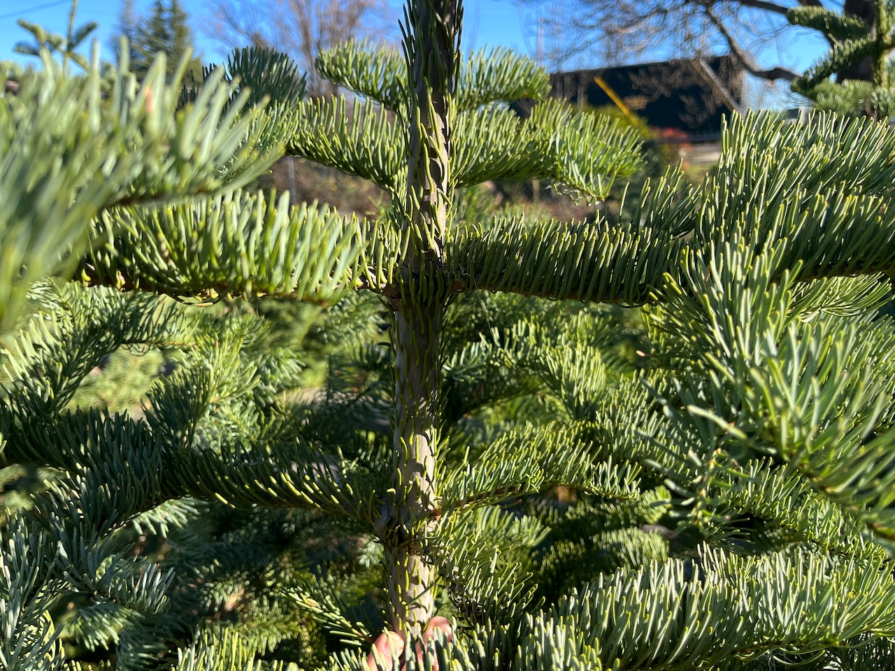 2023 Christmas trees Wishing Well is a family-owned business in Medford that specializes in water gardening year-round and sells cut Oregon-grown fresh Christmas Trees in late November-December. Janet Eastman