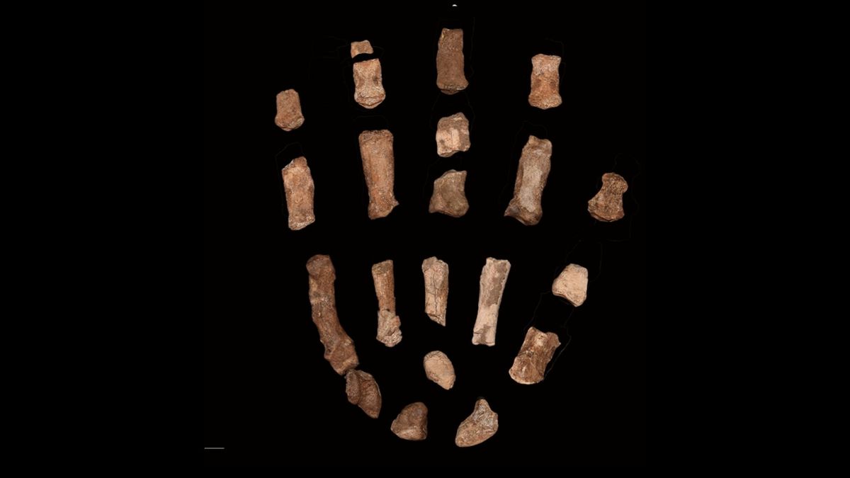 The Top Human Evolution Discoveries of 2025, From the Intriguing Neanderthal Diet to the Oldest Western European Face Fossil