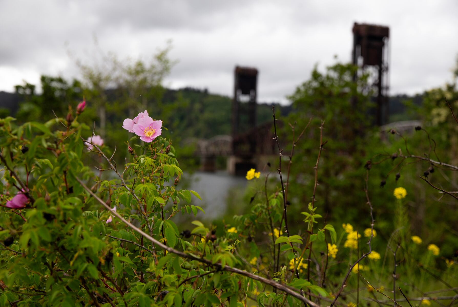 This once-toxic industrial wasteland could become Portland’s most expansive botanical gardens
