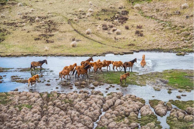 A mob of brown horses crosses an alpine river