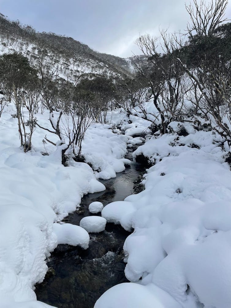 An alpine creek snakes through small trees and snow.