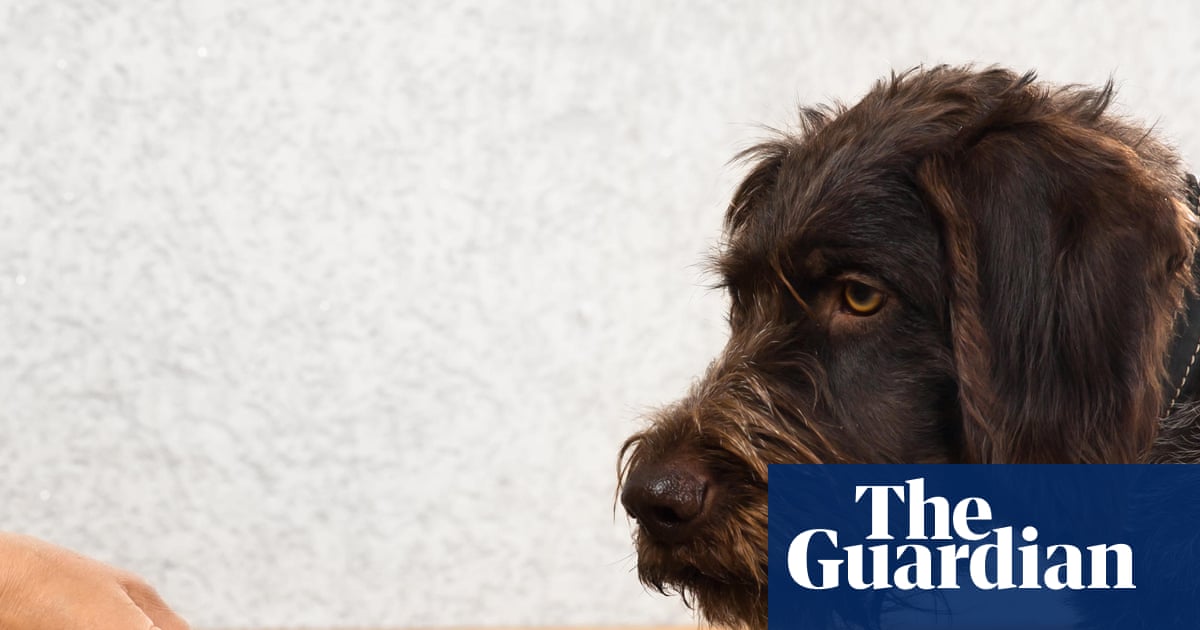 Dog food accounts for 1% of UK greenhouse gas emissions, study finds