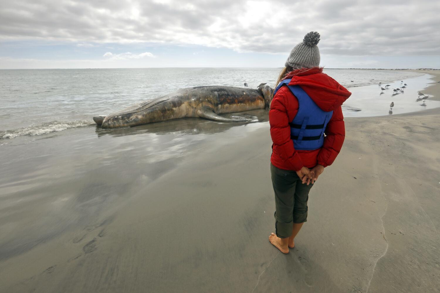 Contributor: 'Save the whales' worked for decades, but now gray whales are starving