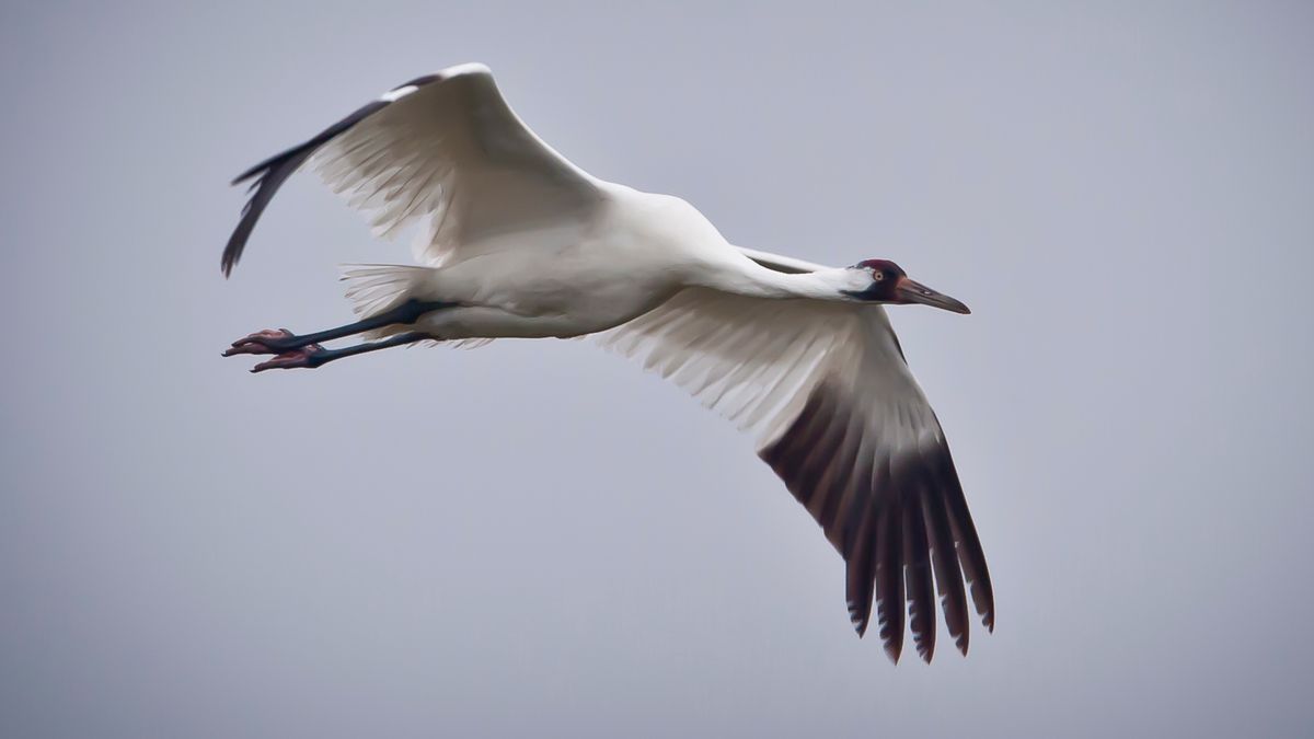 Whooping Cranes Came Back From the Brink of Extinction. Now, New Threats Are Converging on Their Texas Wintering Grounds