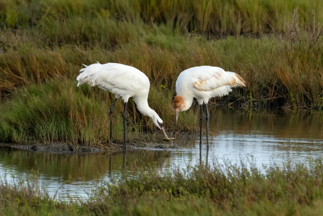 two cranes, one with some brown coloration, bend toward marsh water in search of crabs